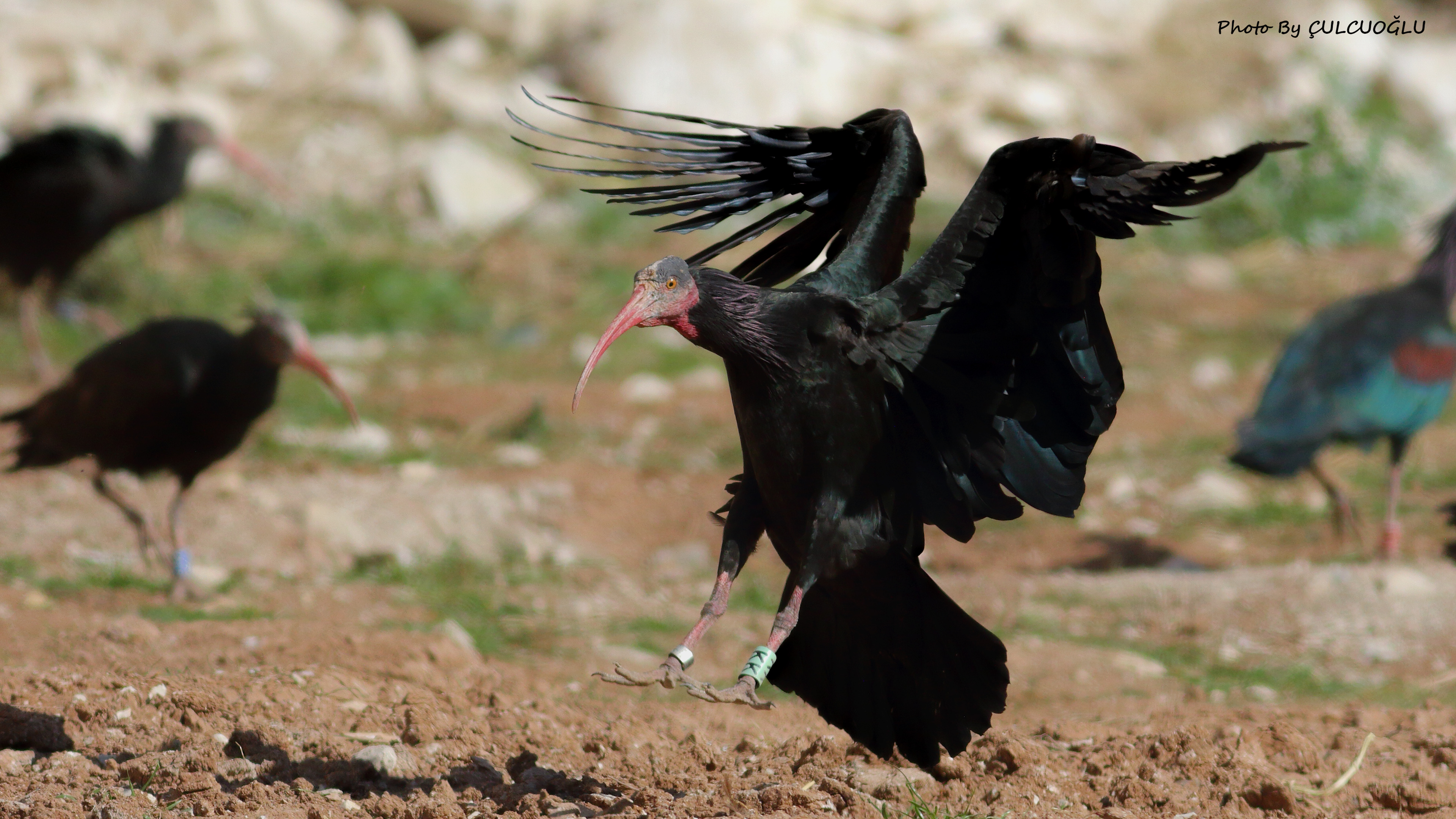 Northern Bald Ibis